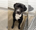 NIKOLAI - Male Mutt Dog for Adoption - Small photo