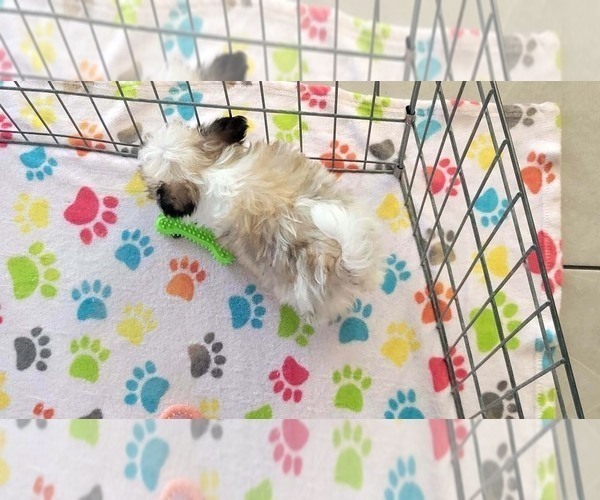 Medium Photo #10 Papitese Puppy For Sale in ORO VALLEY, AZ, USA