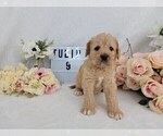 Puppy 9 Labradoodle