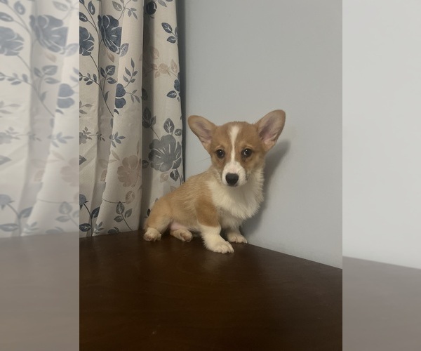 Medium Photo #63 Pembroke Welsh Corgi Puppy For Sale in DURHAM, CT, USA
