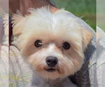 Small #4 Maltese