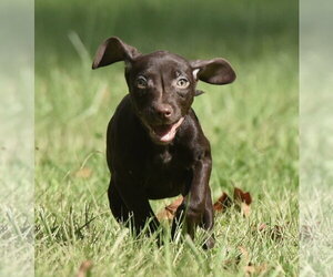 Chocolate Labrador retriever-Pointer Mix Dogs for adoption in Mechanicsburg, PA, USA