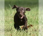 Franzi - Female Chocolate Labrador retriever-Pointer Mix Dog for Adoption - Small photo