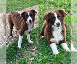 Miniature Australian Shepherd Puppy for sale in BROOKER, FL, USA