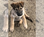 Small Photo #3 German Shepherd Dog-Siberian Husky Mix Puppy For Sale in ELK CITY, OK, USA