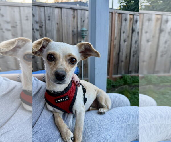 Medium Photo #6 Chihuahua-Unknown Mix Puppy For Sale in San Francisco, CA, USA