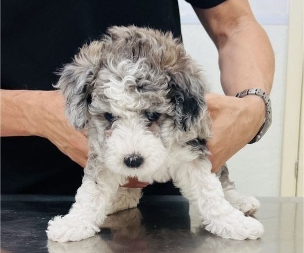 Medium Photo #90 Sheepadoodle Puppy For Sale in HUNTINGTON BEACH, CA, USA