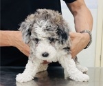 Small Photo #90 Sheepadoodle Puppy For Sale in HUNTINGTON BEACH, CA, USA