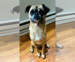 Small #1 Puggle