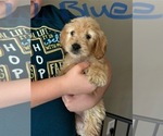 Puppy Brandy English Cream Golden Retriever-Goldendoodle Mix