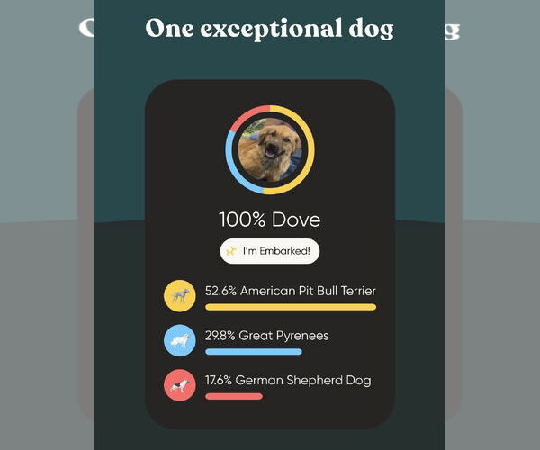 Medium Photo #9 German Shepherd Dog-Great Pyrenees Mix Puppy For Sale in Columbus, IN, USA