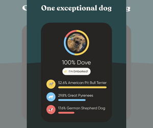 Dove - Male American Pit Bull Terrier-German Shepherd Dog Mix Dog for Adoption - Photo #9