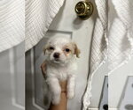 Small #1 Poodle (Miniature) Mix