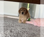 Small Photo #1 Golden Retriever Puppy For Sale in MARTINSVILLE, IN, USA