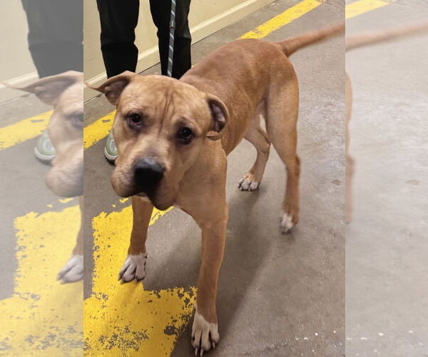 Medium Photo #2 American Bulldog-Unknown Mix Puppy For Sale in Williamsburg, IA, USA