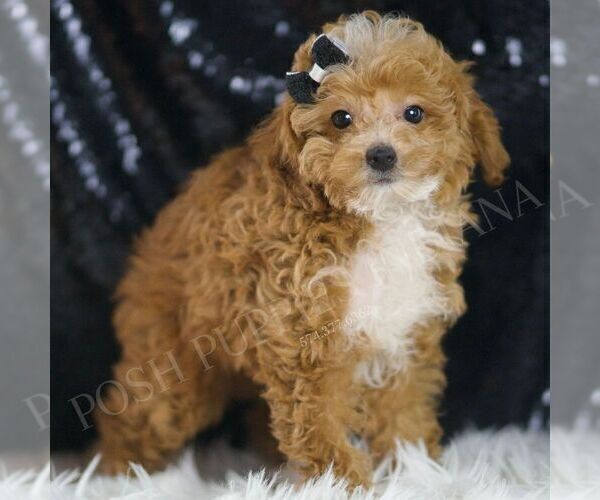 Medium Photo #4 Poodle (Miniature) Puppy For Sale in WARSAW, IN, USA