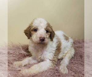 Goldendoodle-Poodle (Standard) Mix Puppy for sale in MILLERSBURG, PA, USA