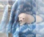 Small #6 Maltipoo