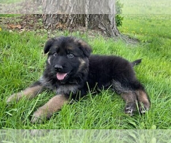 Medium Photo #2 German Shepherd Dog Puppy For Sale in FREDERICKSBURG, OH, USA