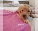 Puppy Puppy Green Goldendoodle
