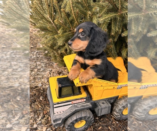 Medium Photo #5 Dachshund Puppy For Sale in MIDDLEBURY, IN, USA