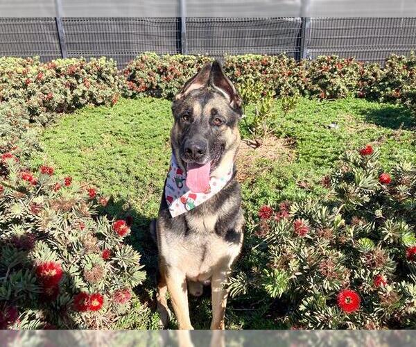 Medium Photo #2 Akita-German Shepherd Dog Mix Puppy For Sale in Orange, CA, USA