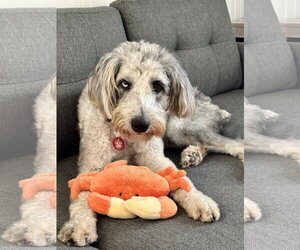 Poodle (Standard)-Unknown Mix Dogs for adoption in Wakefield, RI, USA