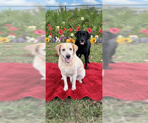Clara & Sasha Maria - Female Labrador Retriever Dog for Adoption - Photo #5
