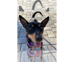 Small #15 Chihuahua Mix