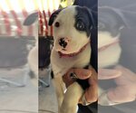 Small Photo #7 Mutt Puppy For Sale in Rockaway, NJ, USA