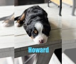 Small #3 Bernese Mountain Dog