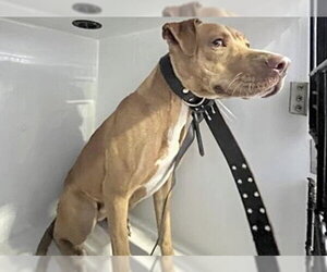 Mutt Dogs for adoption in Houston, TX, USA