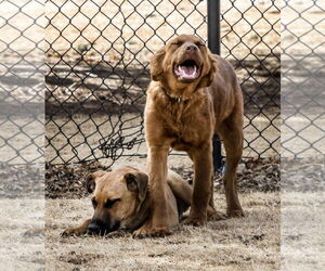 June Carter - Female Golden Shepherd Dog for Adoption - Photo #25
