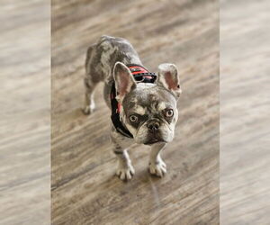 Wyatt (Special Needs) - Male French Bulldog Dog for Adoption - Photo #2