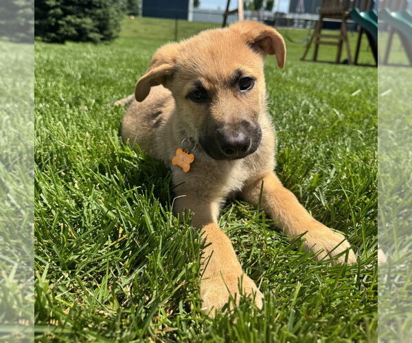 Medium Photo #3 Shepradors Puppy For Sale in Minneapolis, MN, USA