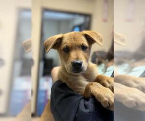 Labrador Retriever Dogs for adoption in Sugar Land, TX, USA