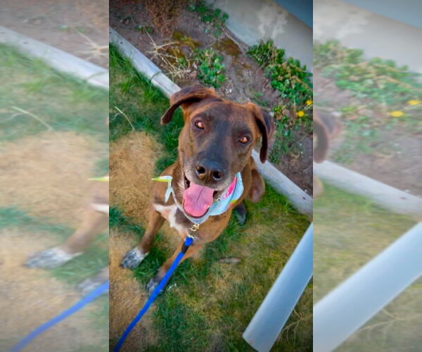 Medium Photo #8 Great Dane-Labrador Retriever Mix Puppy For Sale in Bullard, TX, USA