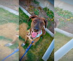 Small #7 Great Dane-Labrador Retriever Mix
