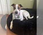 Small #3 Jack Russell Terrier-Whippet Mix