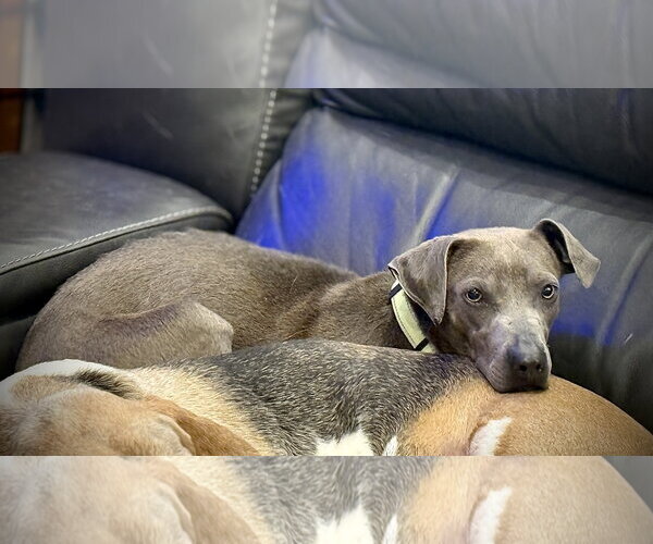 Medium Photo #6 Labrador Retriever-Unknown Mix Puppy For Sale in Sandy, UT, USA