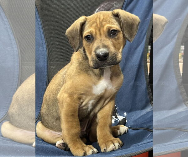 Medium Photo #8 Labbe Puppy For Sale in Princeton, MN, USA