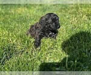 ShihPoo Puppy for sale in WAMEGO, KS, USA