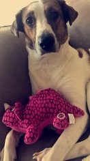 Greyhound-Labrador Retriever Mix Dogs for adoption in MILWAUKEE, WI, USA