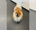 Small #1 Chow Chow