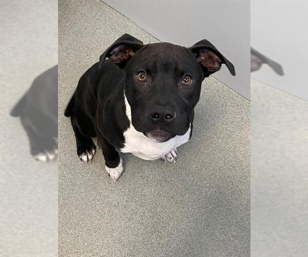 Medium Photo #1 Mutt Puppy For Sale in Fayetteville, NC, USA