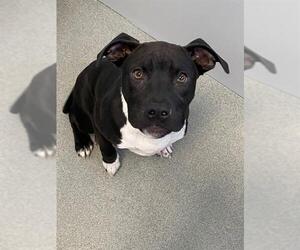 Mutt Dogs for adoption in Fayetteville, NC, USA