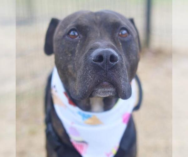 Medium Photo #1 American Staffordshire Terrier-Unknown Mix Puppy For Sale in San Antonio, TX, USA