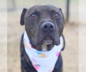 American Staffordshire Terrier-Unknown Mix Dogs for adoption in San Antonio, TX, USA