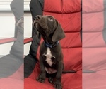 Small Photo #10 German Shorthaired Lab Puppy For Sale in GRANITE CITY, IL, USA