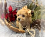 Small #4 Poodle (Toy)